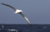 Southern Royal Albatross