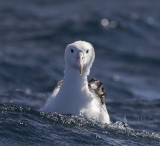 Southern Royal Albatross