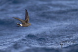 Wilsons Storm-petrel