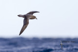 Providence Petrel