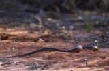 Mulga (King Brown) Snake - Pseudechis australis