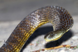 Tiger Snake - Notechis scutatus 