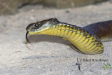 Tiger Snake - Notechis scutatus 