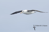 Black-browed Albatross