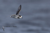 Blue Petrel