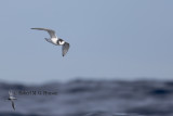 Blue Petrel