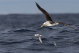 Bullers Albatross & Blue Petrel