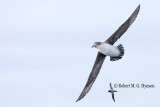 Grey Petrel