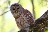 barred owl 4654s.jpg