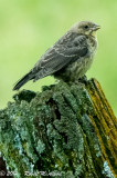 Cowbird fledgling being raised by bluebirds.