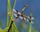 Battered Dragonfly