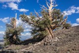 Tortured Trees of the Sierra Nevadas