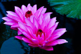 20130807-_DSC4789-Edit.jpg