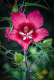 20130822-_DSC9009-Edit.jpg