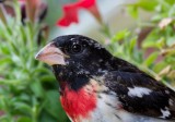 Rose Breasted Grosbeak