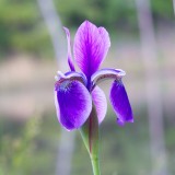 Siberian Iris, Steve