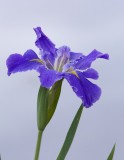 Louisiana Iris