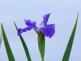 Louisiana Iris