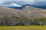 Roadside. Molokai.