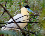 Capped Heron