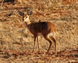 Steenbok