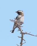 White-browed Sparrow-Weaver