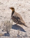 Namaqua Sandgrouse