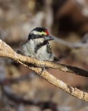 Acacia Pied Barbet