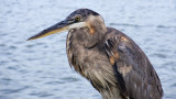 Heron Portrait