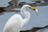 Egret with Snack