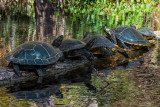 Turtles on the Ichetucknee River