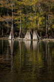 Cypress Trees along the Sante Fe River III