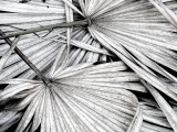 Withered Palm Fronds