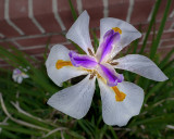 African Iris #2