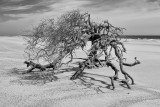 Little Talbot Island May 2014 #10