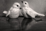 Love Birds