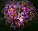 Crepe Myrtle II