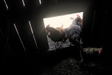 Inside the Hen House