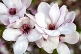 Japanese Magnolias