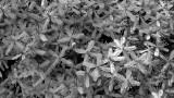 Confederate Jasmine