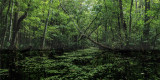 Cunningham Creek 2