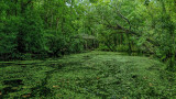 Cunningham Creek 5
