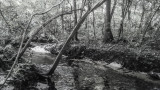 Deep in the Woods BW