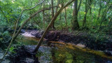 Deep in the Woods