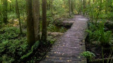 Footbridge in the Forest