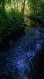 Jones Creek in the Shadows