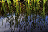 Ortega River 7