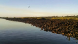Oyster Beds