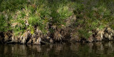 Waters Edge