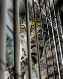 Cat Behind the Blinds